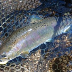 楽しすぎる！ ～平谷湖フィッシングスポット～